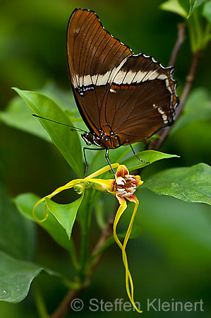 193 Schokoladenfalter - Siproeta epaphus